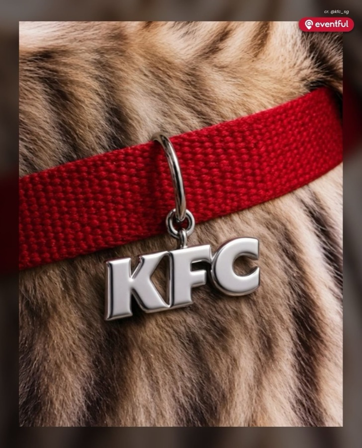 Close-up of a tabby cat wearing a red collar with a silver KFC letter charm