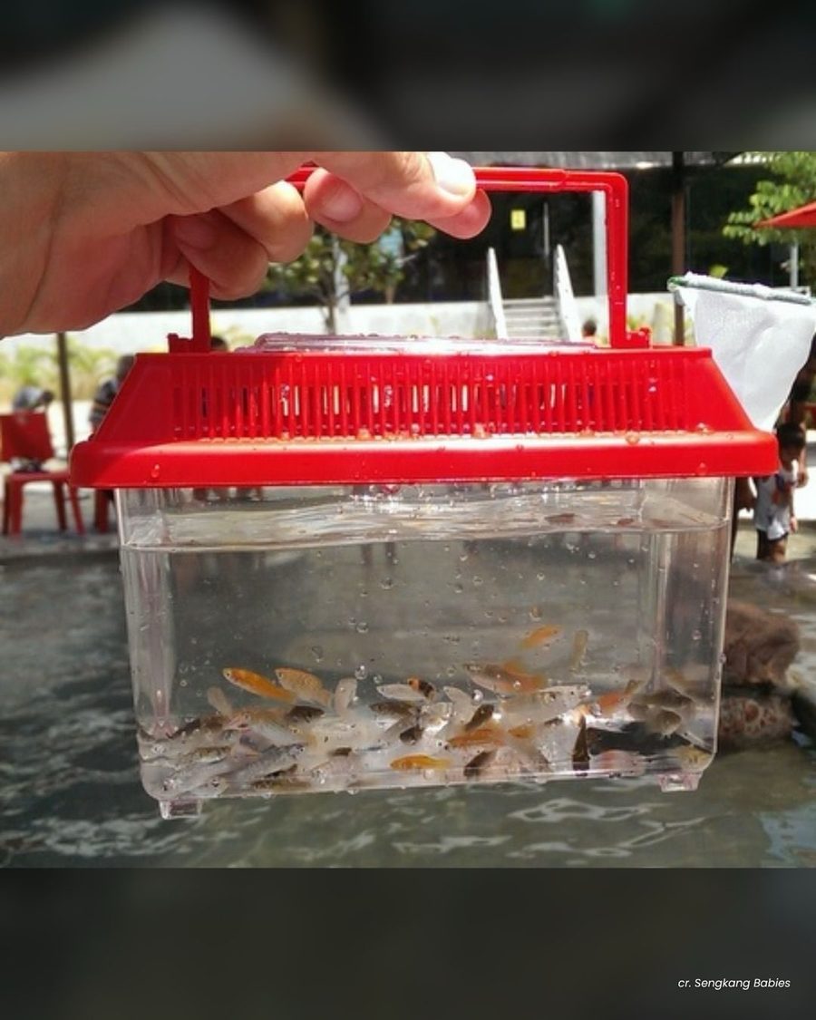 A red plastic tub of guppies caught at the ORTO Yishun longkang fishing stream