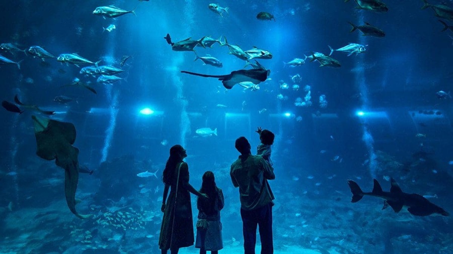 A family watching rays and schooling fish in a giant habitat at the Singapore Oceanarium